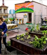 چھت پر سبزیوں کی کاشت: جدید طریقہ کار اور فائدے